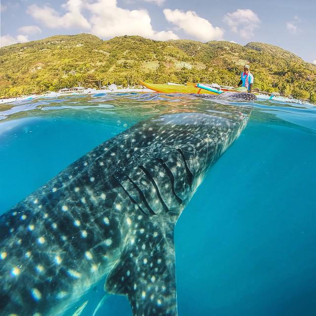 A whale shark coming up to say hi in the Philippines | Photography by ©JP Swing