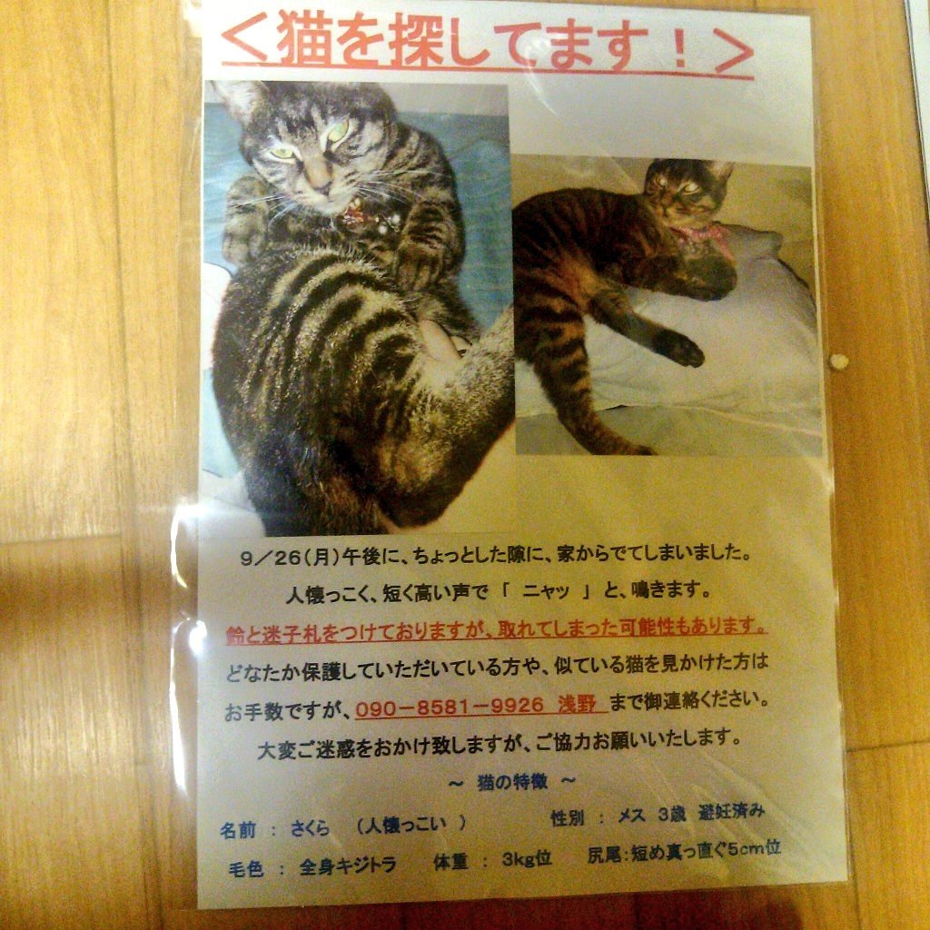 pam11651's tweet photo. さくらちゃん🌸家族皆で待ってるよ❗
迷子のワンちゃん&amp;猫ちゃん皆、家族のみなさんもとに戻れますように。保護されてるワンちゃん&amp;猫ちゃんも皆、家族のもとに戻れます用に。毎日神社にお詣り行ってます。皆さんのﾘﾂｲｰﾄ、コメント、ありがたいです。 https://t.co/NK8yzmDQqv