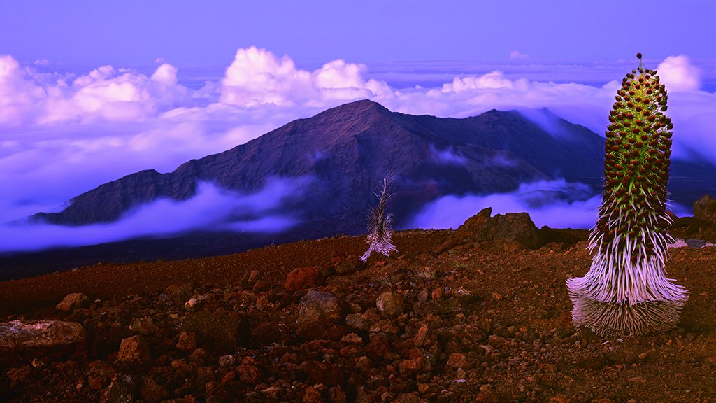 Friends of Haleakalā (FriendsofHALE) Twitter