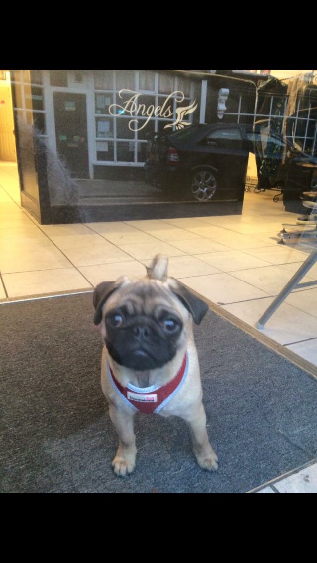 AngelsWxm's tweet photo. Had a little visitor yesterday @AngelsWxm   #dog #pug #puglife #salon #angelssalon #Wrexham https://t.co/Hg1Q2DgvSd