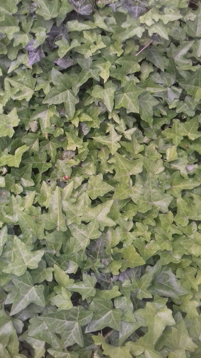 Ottavia_Starace's tweet image. #Roma #greenpattern