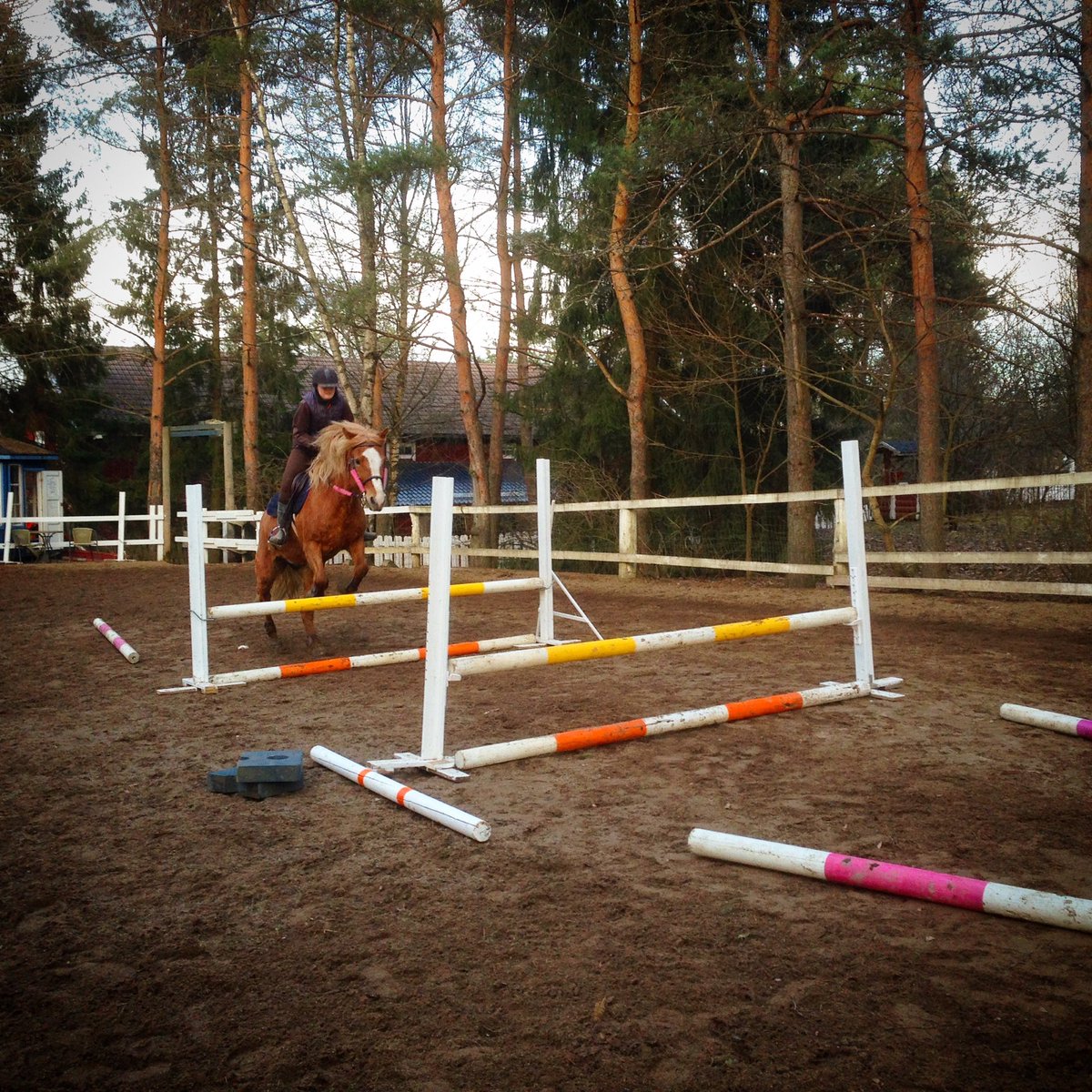 omaystava's tweet photo. #Esteratsastus <3 #ratsastus #hevonen #suomenhevonen #horse #finnhorse #kengättömyys https://t.co/HlQq0xa9Kv