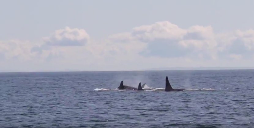 Dolphin_Project's tweet photo. Two Orcas Killed off St. Vincent; Call for Immediate Moratorium🐬 🆘 https://t.co/uXHHDF3P6K #DolphinProject https://t.co/F9PZyBQmiv