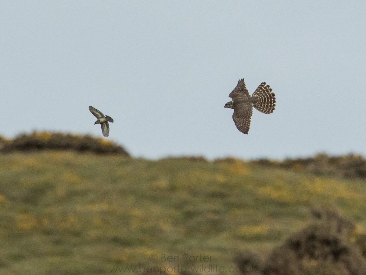 bardseyben's tweet image. That's one incredibly lucky Goldfinch! Managed to escape the talons of this Merlin by a gnat's whisker! #predator #TheHunt @BBCSpringwatch