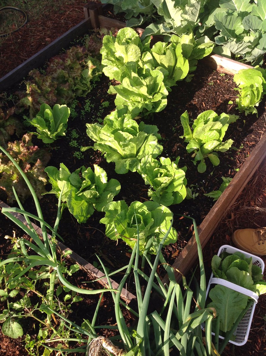 King_laurene1's tweet photo. Spring harvest and planting!  #stallgreenteam 
@rbstallhs https://t.co/7oAGqdZsTh