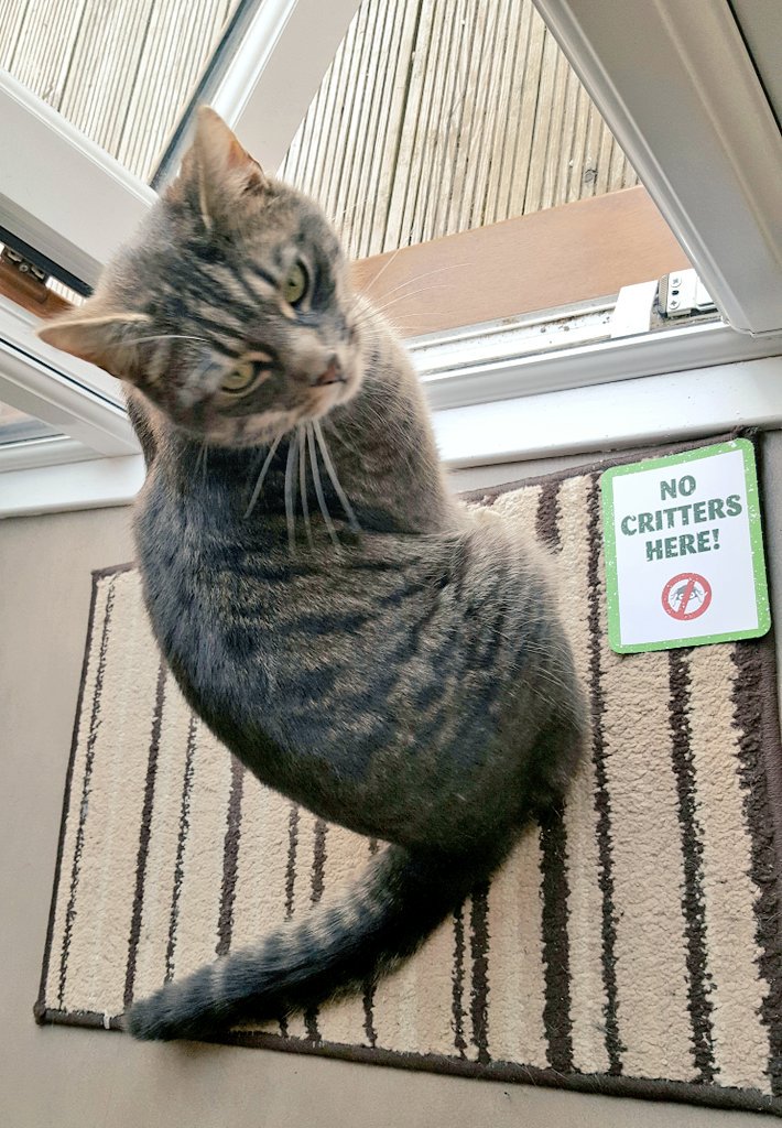DomesticGideon's tweet photo. Yes @PetsatHome I am a #critterfreeVIP , they aren't allowed in the door! 😹 https://t.co/ewpYwBZ9e1