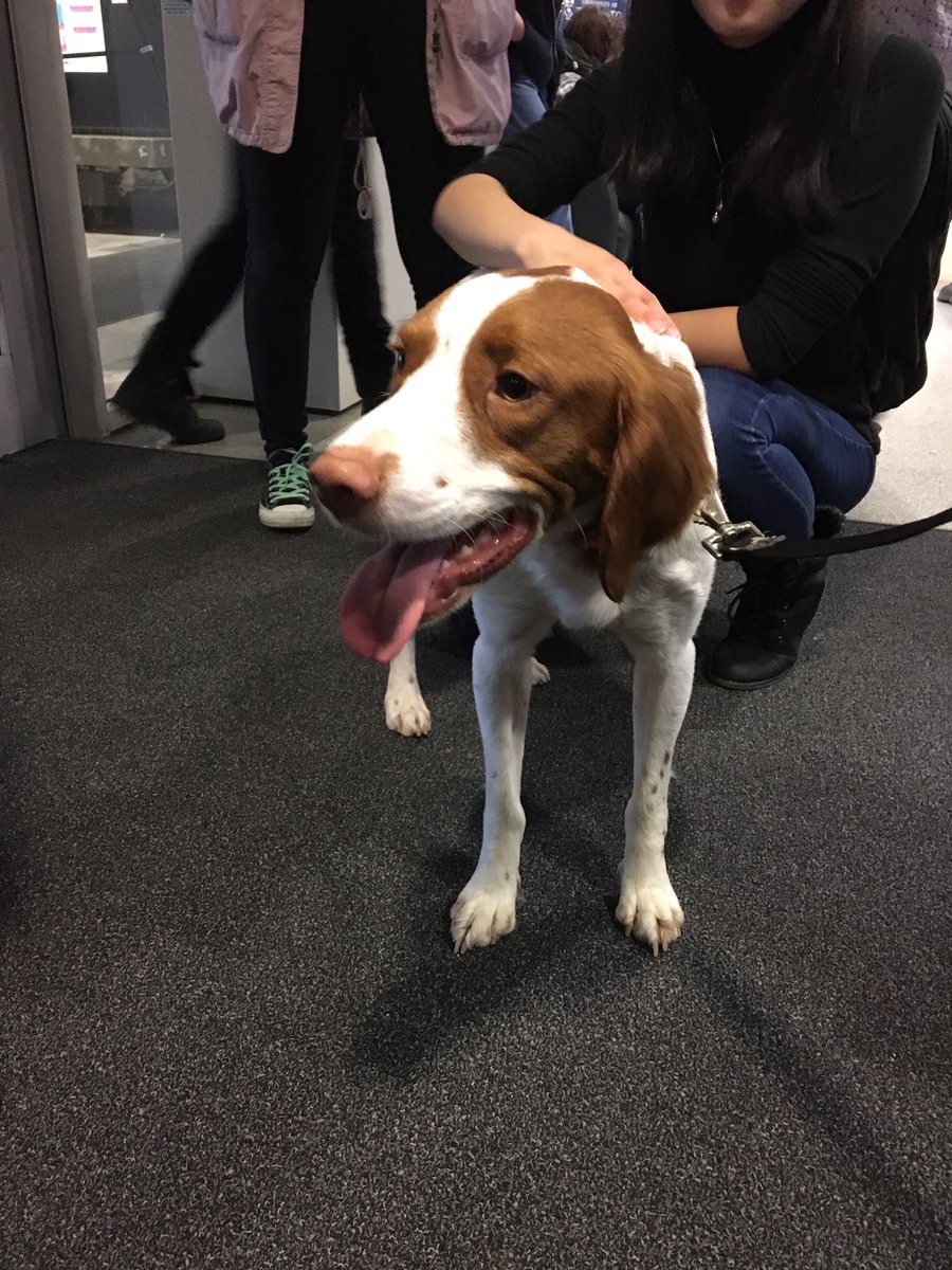 UofTArtSci's tweet photo. Music, coffee, massage chair, colouring and dogs! It's all happening   until 3 at Exam Jam in Sid Smith! https://t.co/8gXD3oZRgG