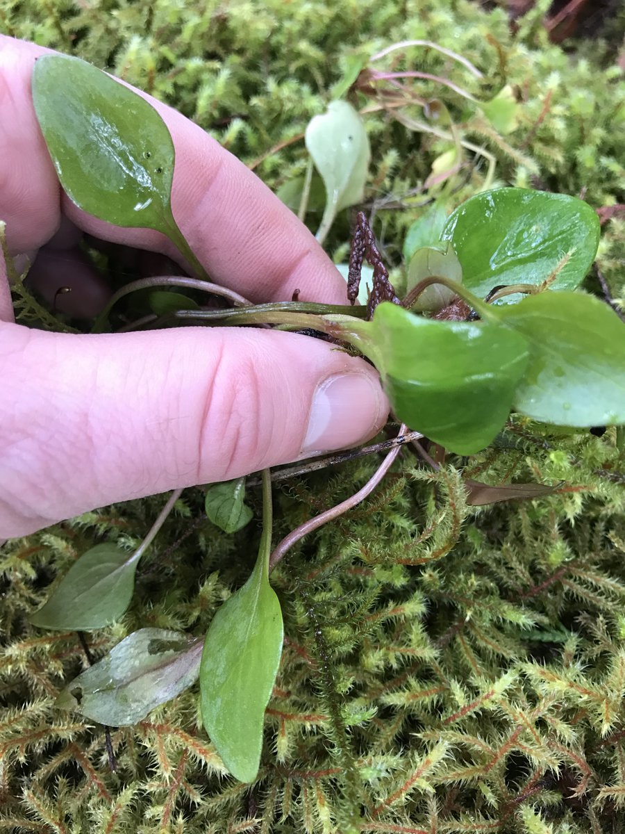 Our Catering Chef Kevin goes the extra mile to find ingredients for the dishes he creates!