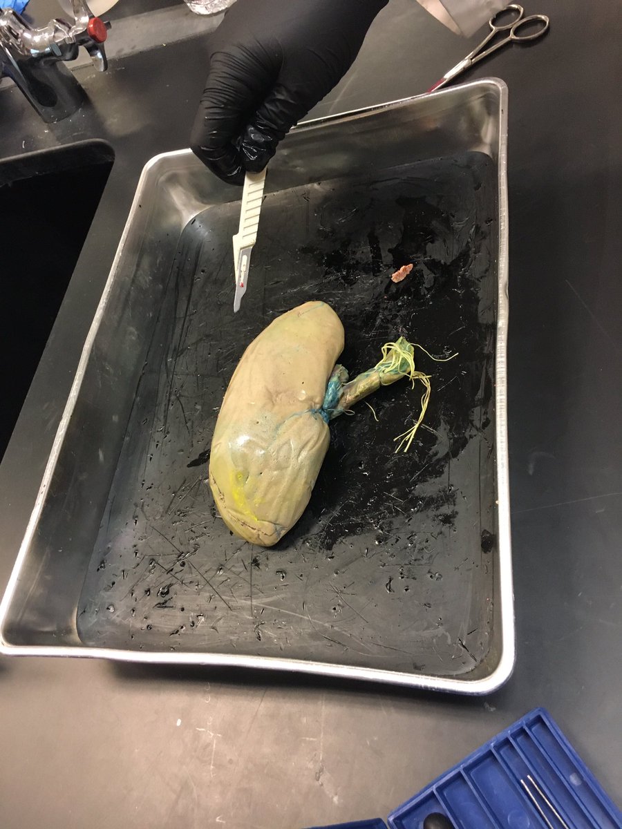 Biomedical Science tweet media