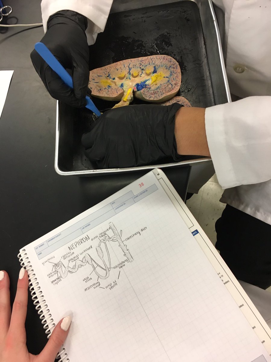 Biomedical Science tweet media