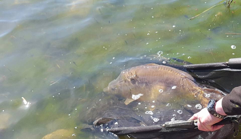 pro_baits's tweet image. Absoulete chunk just been landed on Pro Baits Squid and Orange at The Birch Syndicate South Wales @ClintHWalker @PrincessBev1