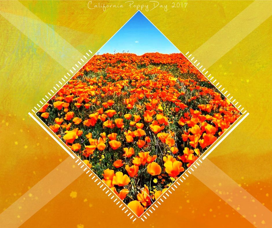 CaEEI's tweet photo. Let's celebrate #CAPoppyDay! The Golden Poppy is the state flower of California and is currently in bloom throughout the state. https://t.co/66JAKig2zw