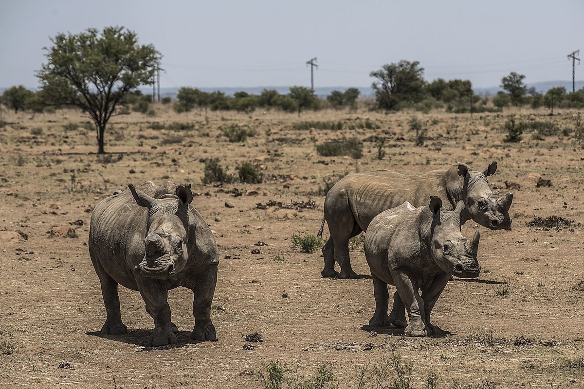 JoatApparel's tweet photo. Sadly it will soon become legal to buy &amp; sell rhino horn in South Africa again| @NatGeo https://t.co/GwSftHwXFA https://t.co/4KxUblYgSo