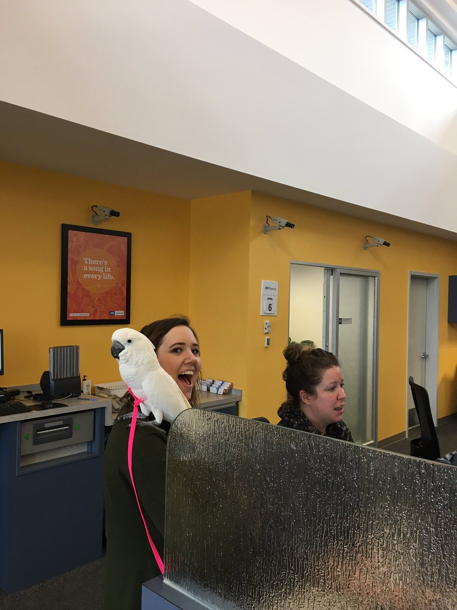 NelsonBraz1's tweet photo. Just another day at the office with some new friends. And who said banking is boring?!? #havingfuneveryday #atbfinancial #parrotpowered https://t.co/2bSkU7ZGSU