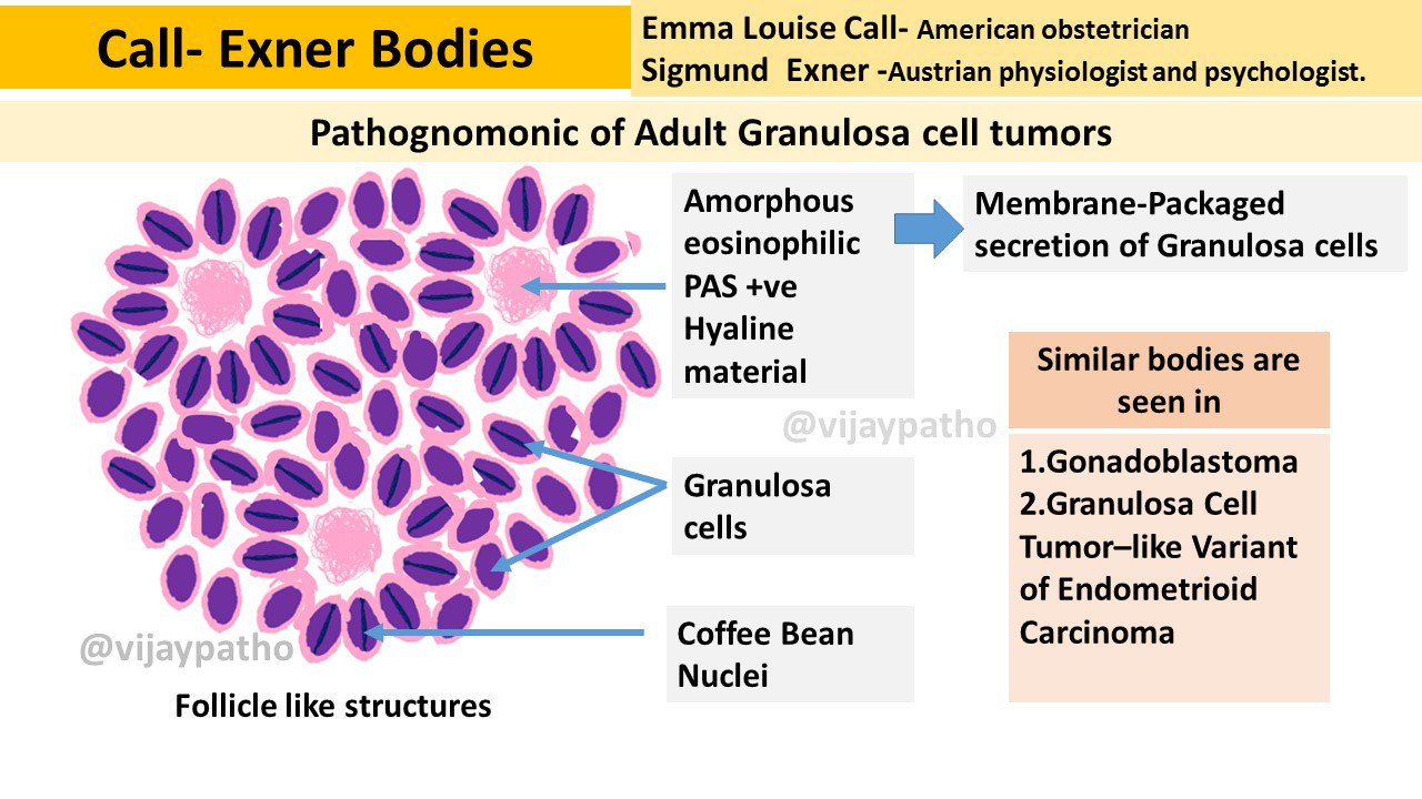 Tumor borderline esperanza de vida