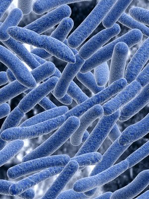 WhyzzExplorer's tweet photo. Daily Whyzz: What are bacteria? Do your children know? #DYK #didyouknow #dailywhyzz https://t.co/nNDMdXfLVI https://t.co/RImm7ReXGL