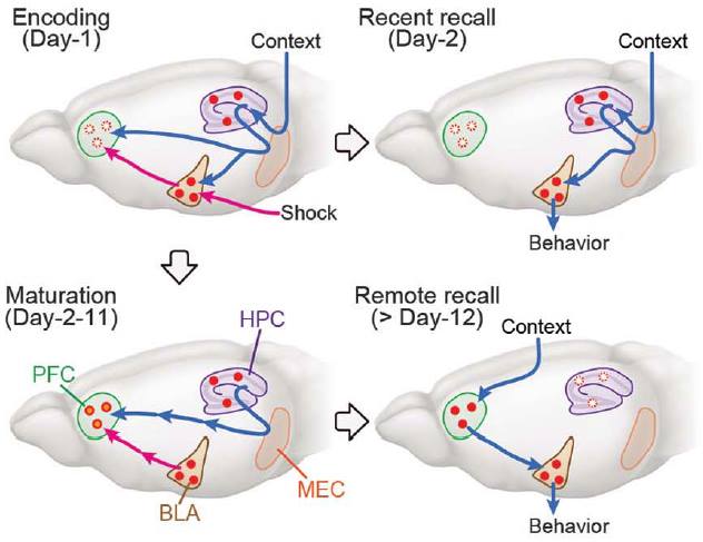 view ccnp practical studies