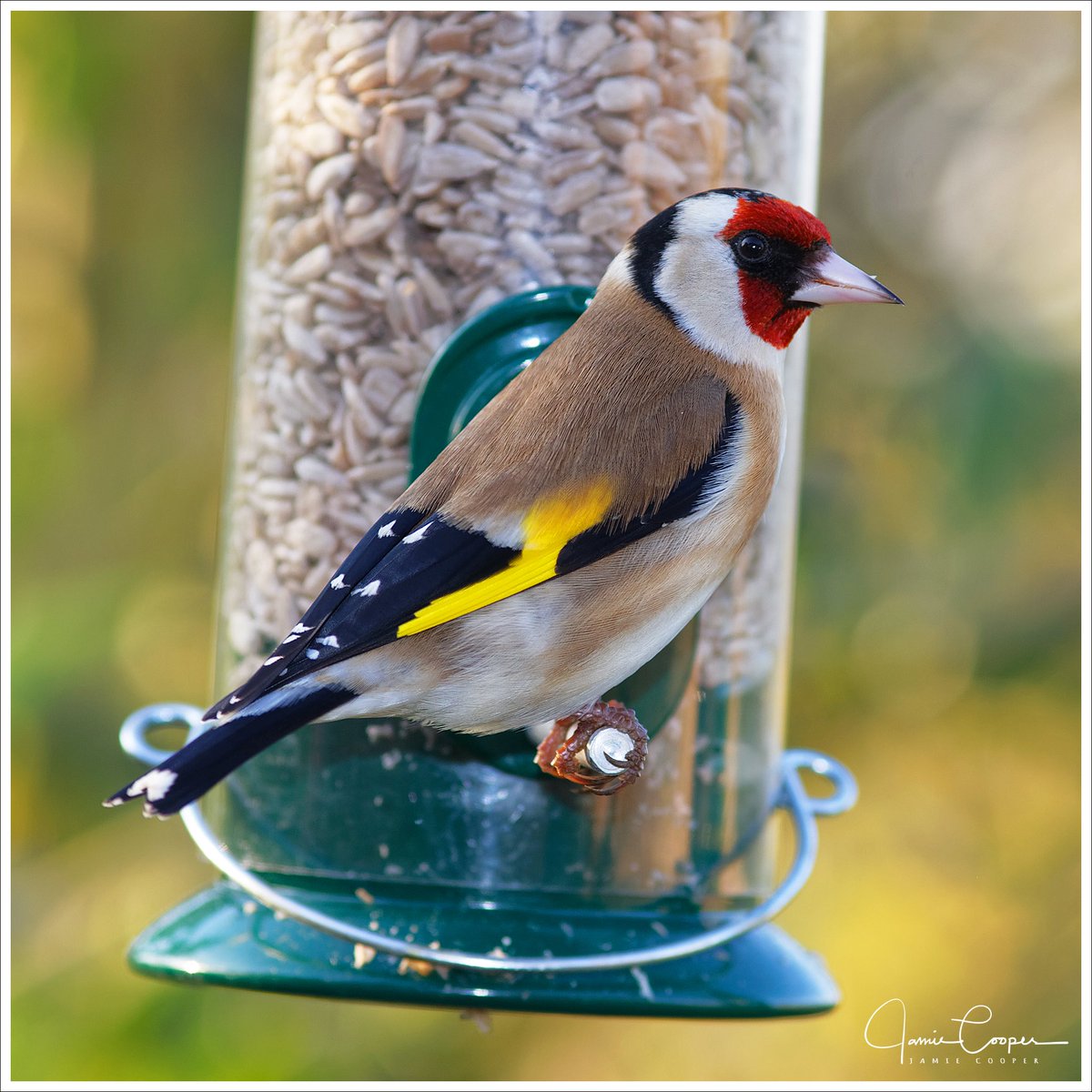 CoopsCamera's tweet image. Goldfinch in the garden today