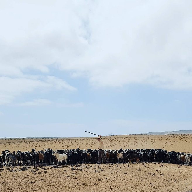 Canaryfly_'s tweet photo. No es un espejismo,  aún es posible divisar un rebaño de cabras en #Lanzarote 🐐🐐🐐
#destinofly
📷@MarcoGimelli https://t.co/1bJzTV8VDj
