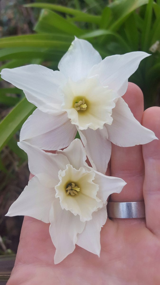 thatbotanicguy's tweet photo. Demure and classy Narcissus 'Thalia' is welcome again every spring. https://t.co/yFMrvinP3j