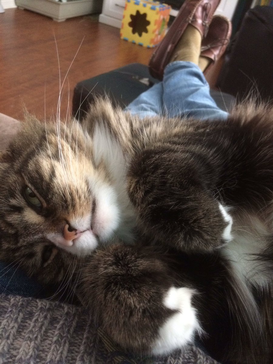 Hard to get any work done when my boss is so snugly.