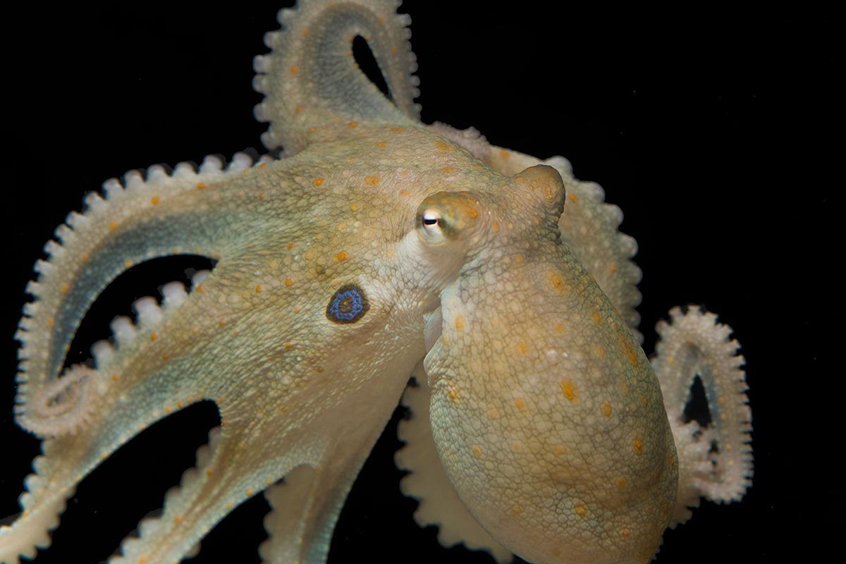 newscientist's tweet photo. Squid and octopus can edit and direct their own brain genes https://t.co/5mYiXolkiU https://t.co/A5HfEPz8pP