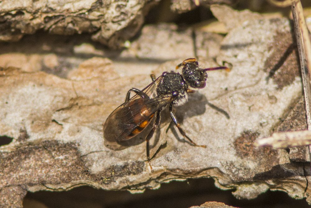 britbutterflies's tweet photo. Hoping @StevenFalk1 can help on this one please!! Cannock Chase, Stafordshire. Thinking some sort of Cuckoo bee? #BeeExpert #SolitaryBee https://t.co/xqHxcvm9hx