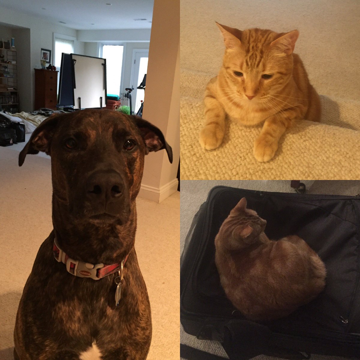 1Lifecc's tweet image. Oscar &amp;amp; I are making friends on this travel adventure to share the 1 Life Connected message in Virginia #fillingmyballoons #1lifecc #vetlife