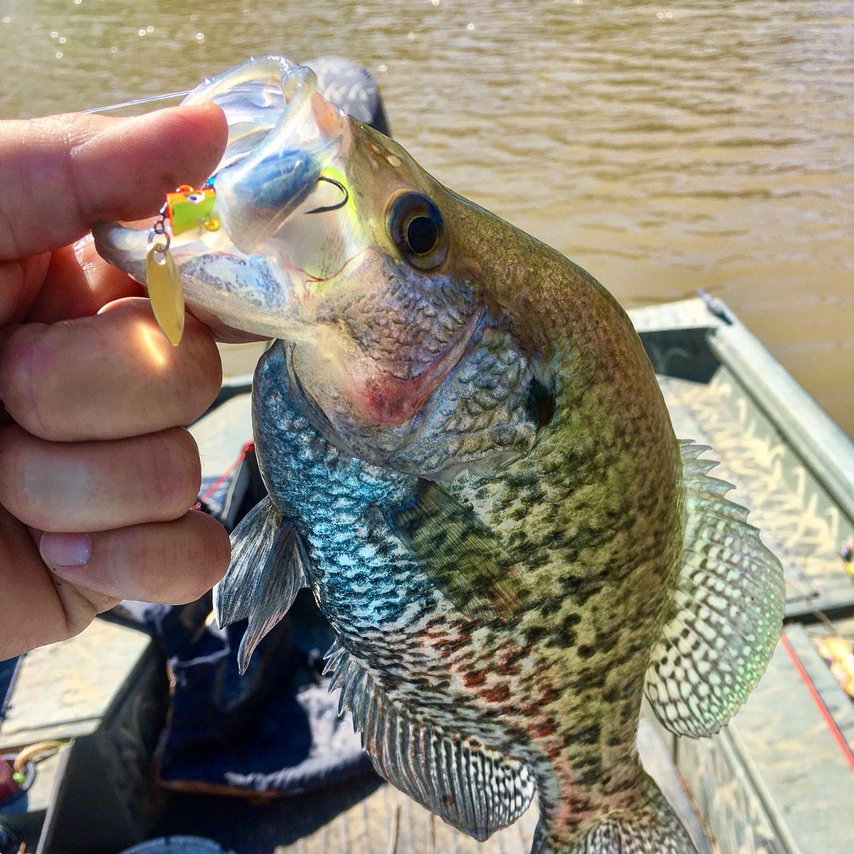 Fin Spin and Slab Curly working their magic. (Available at <a href="/Walmart/">Walmart</a>) #fincommander #crappiefishing