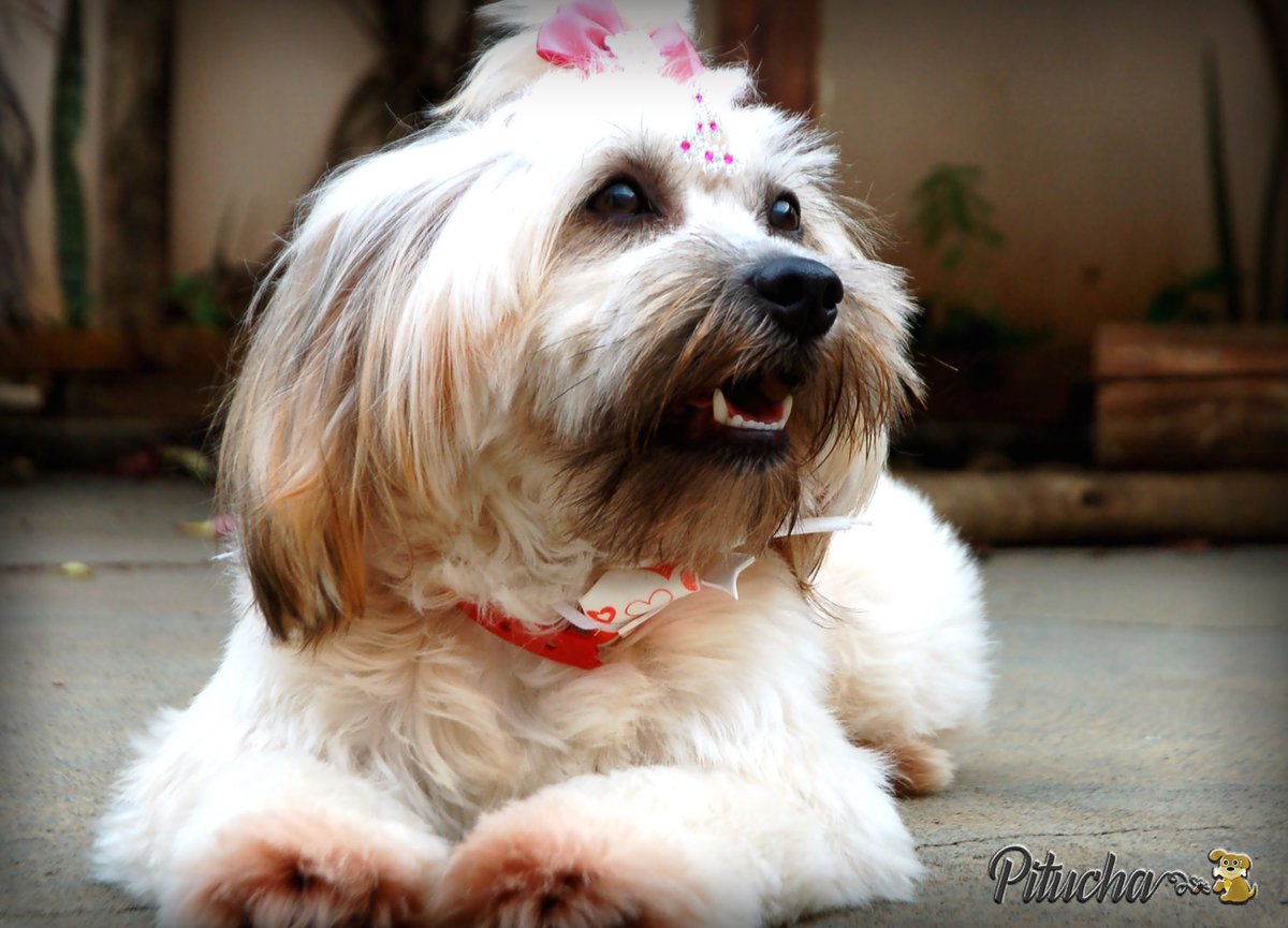 MassoniWM's tweet image. 🐶❤🐾 #amor #muitoamor #bride #marriage #dogpitucha #dogs #dog #mutts #srd #frenchie #frenchies #bulldog #filhote #dog🐶 #doglovers #doglover