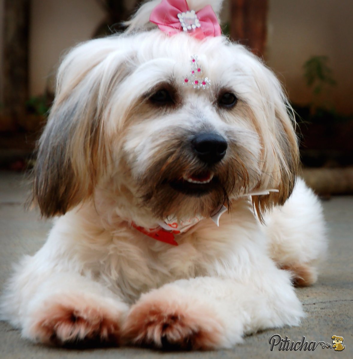 MassoniWM's tweet image. 🐶❤🐾 #amor #muitoamor #bride #marriage #dogpitucha #dogs #dog #mutts #srd #frenchie #frenchies #bulldog #filhote #dog🐶 #doglovers #doglover