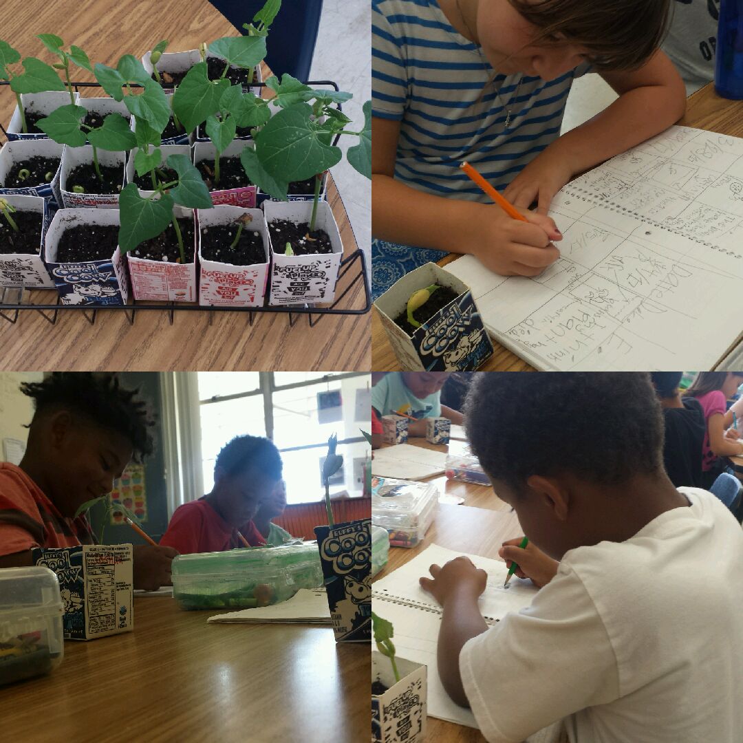 MrsRadjeski's tweet photo. Observing the stages in the life cycle of a pinto bean. #LongTermInvestigation  @HCPSLanier https://t.co/E5SUBZrcWD