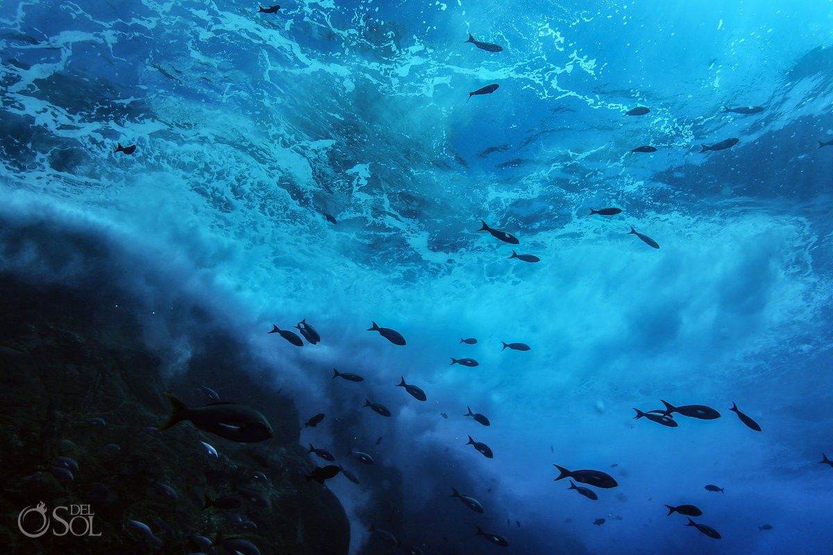 Del Sol Photography tweet media