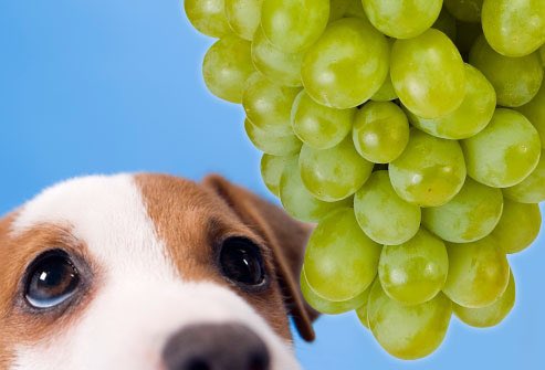 the_pet_network's tweet photo. #WeWishYoudToldUs that grapes could give my dog kidney failure.

#NationalPetMonth #wewishyouknew @BritishVets https://t.co/fvb0GMDlgw