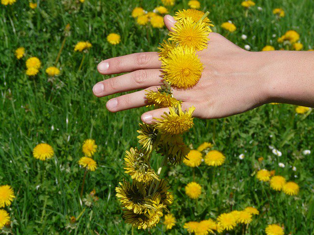 CustomInsAdvsrs's tweet image. Spring #Dandelion #PreventionAndControl tips! thespruce.com/dandelions-pre…