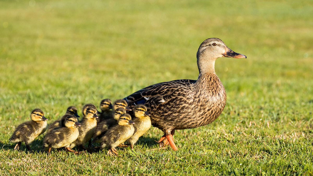 CanonUSA's tweet photo. Baby animals are a sign of #spring. Use a telephoto lens to take photos from a distance that keeps feathered and furry moms happy. #CanonTip https://t.co/9hkx4QlP0C