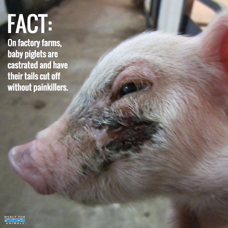 MercyForAnimals's tweet photo. #FACT: On factory farms, baby piglets are castrated and have their tails cut off without painkillers. https://t.co/bqejhMZxH6