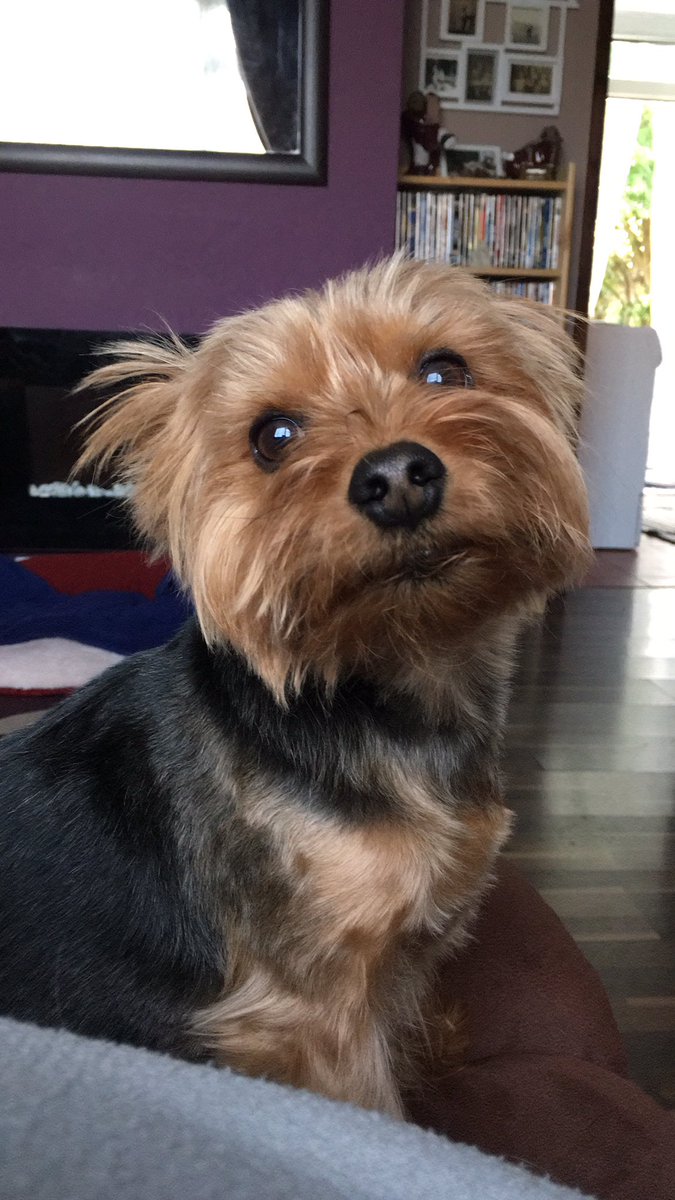 WilliamHTheDog's tweet photo. #Yorkie #poser https://t.co/Tj11ooSmyo