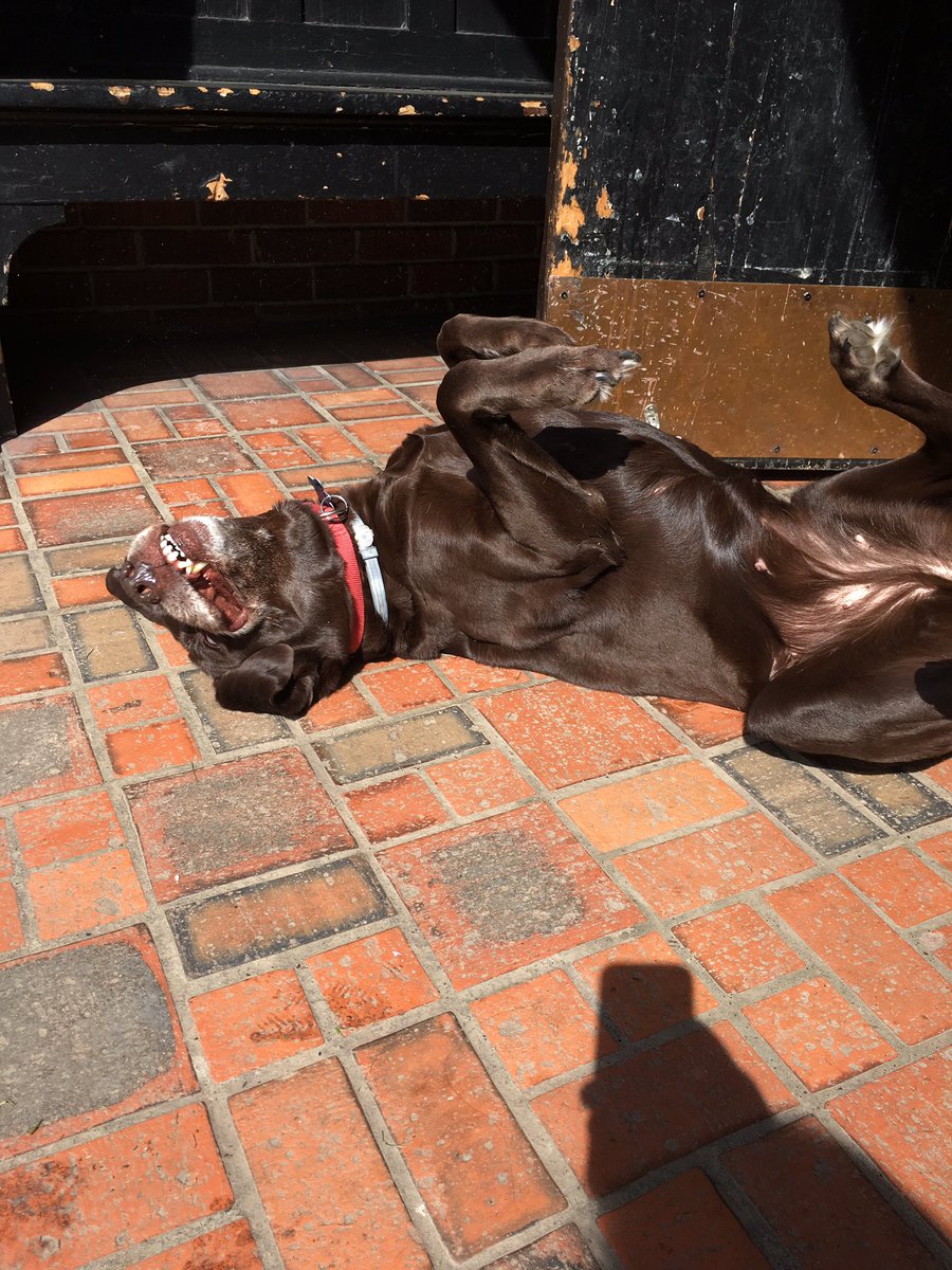RubyFrat's tweet photo. A perfect spring afternoon of sunbathing. #RubyFrat #FratDog #ThetaChi https://t.co/n3V1cqGxfg
