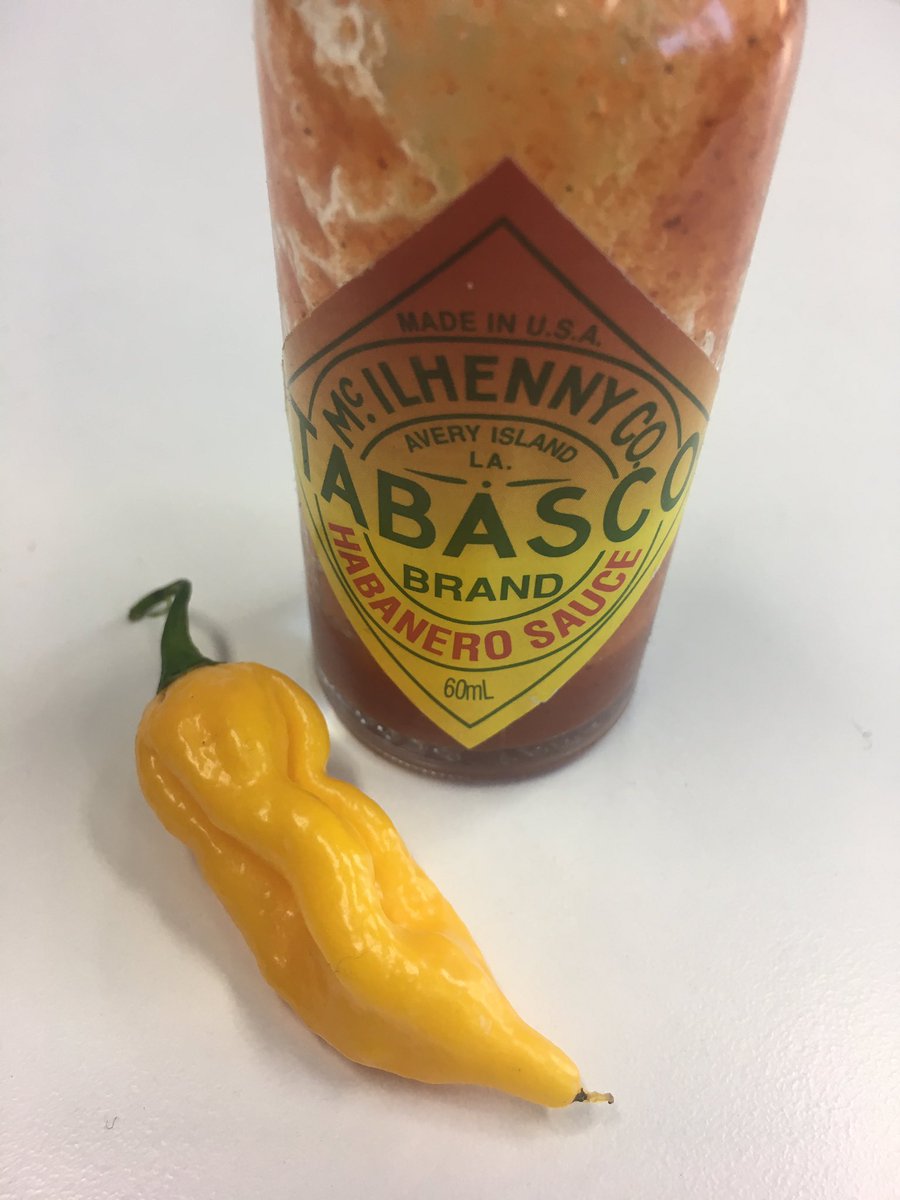 Mandatory desk articles for any chilli head. #habanero #ghostchilli #bhutjolokia #myfaceismelting