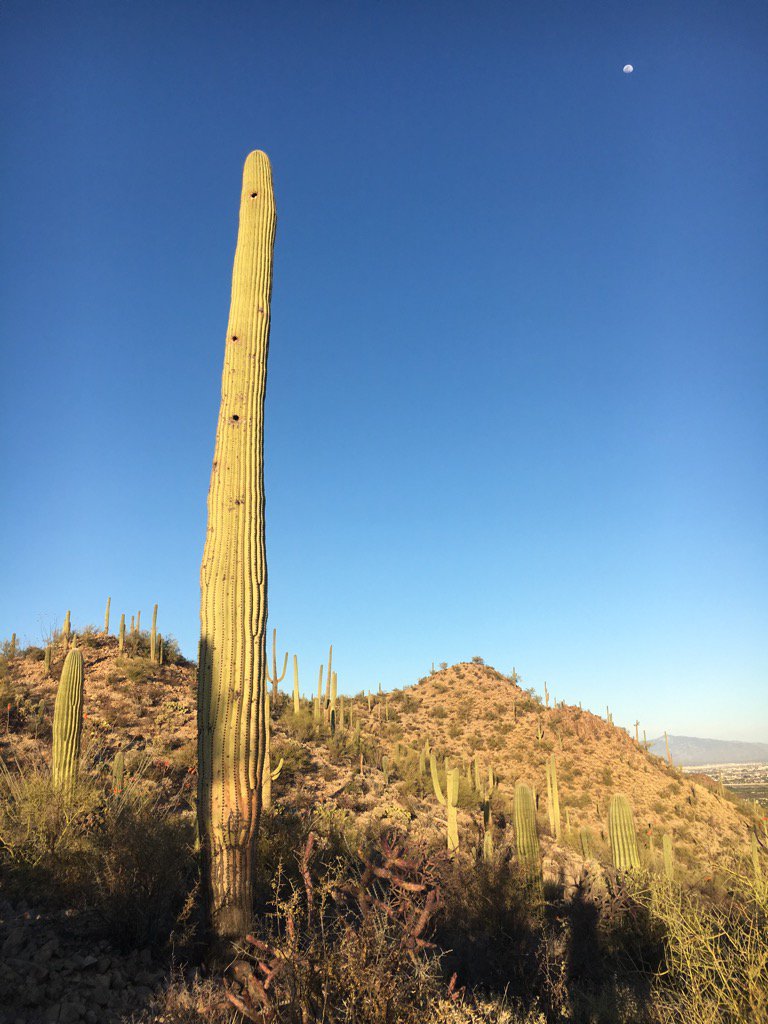 Lizappp's tweet photo. Starr Pass Trail, Tucson AZ #woodywoodpeckershouse https://t.co/zjL24hOBMf