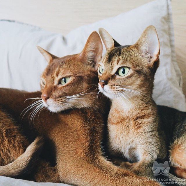 LindaAllford's tweet photo. From @cheeseandolive: "Cheese and Olive love mewodeling infront of the camera😸" #catsofinstagram #animals #pets #dog #followback #cats #cat https://t.co/19NFnXOipu