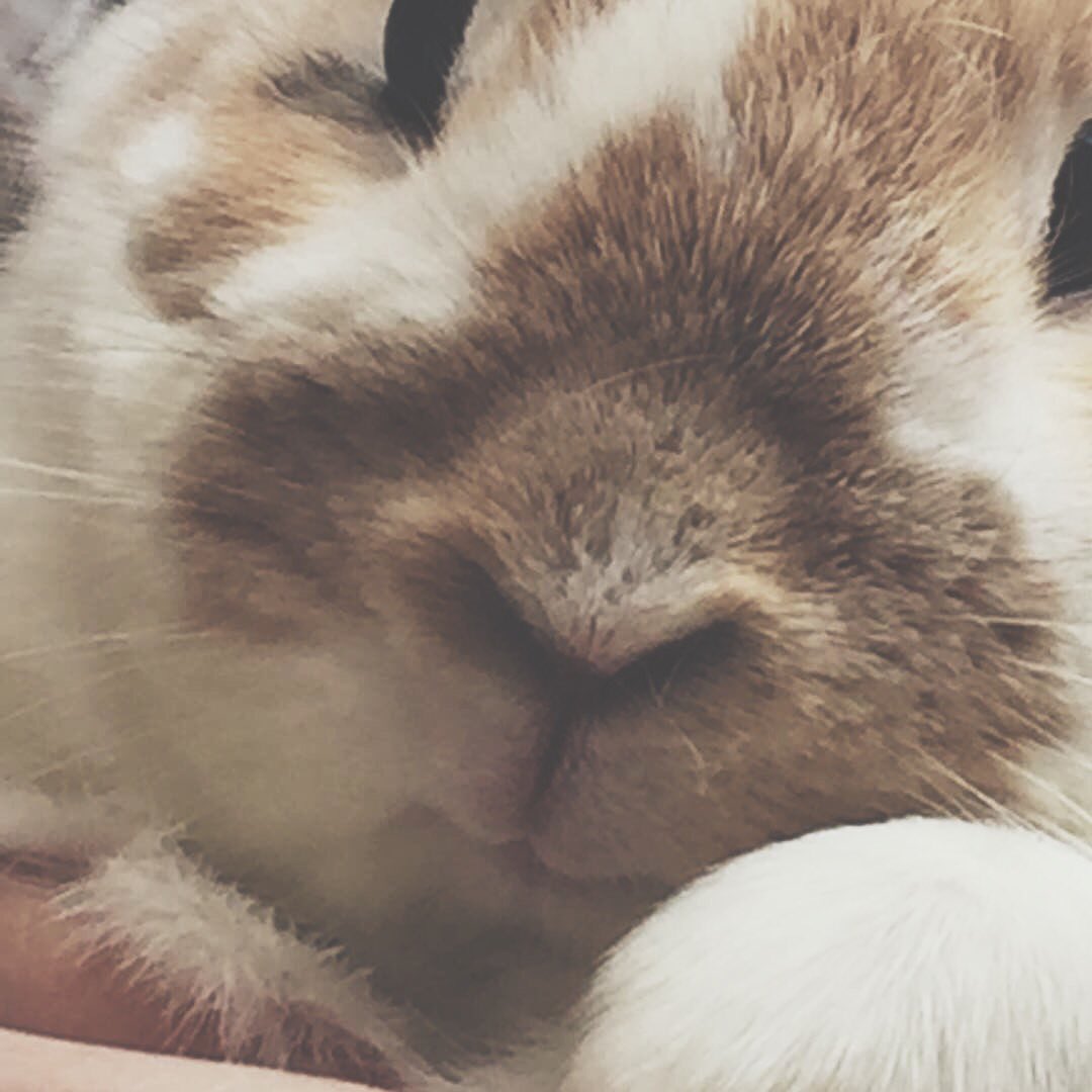 WeRRecovering's tweet photo. Feel Good Post! 🐾 Animals always cheer you up! I'll be making more of these soon! (PC: Instagram Followers) https://t.co/hVISYV36kB