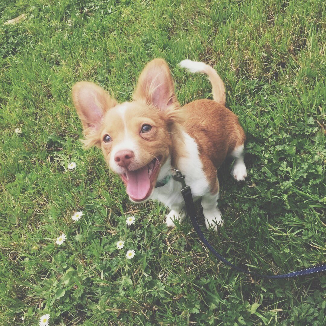 WeRRecovering's tweet photo. Feel Good Post! 🐾 Animals always cheer you up! I'll be making more of these soon! (PC: Instagram Followers) https://t.co/hVISYV36kB