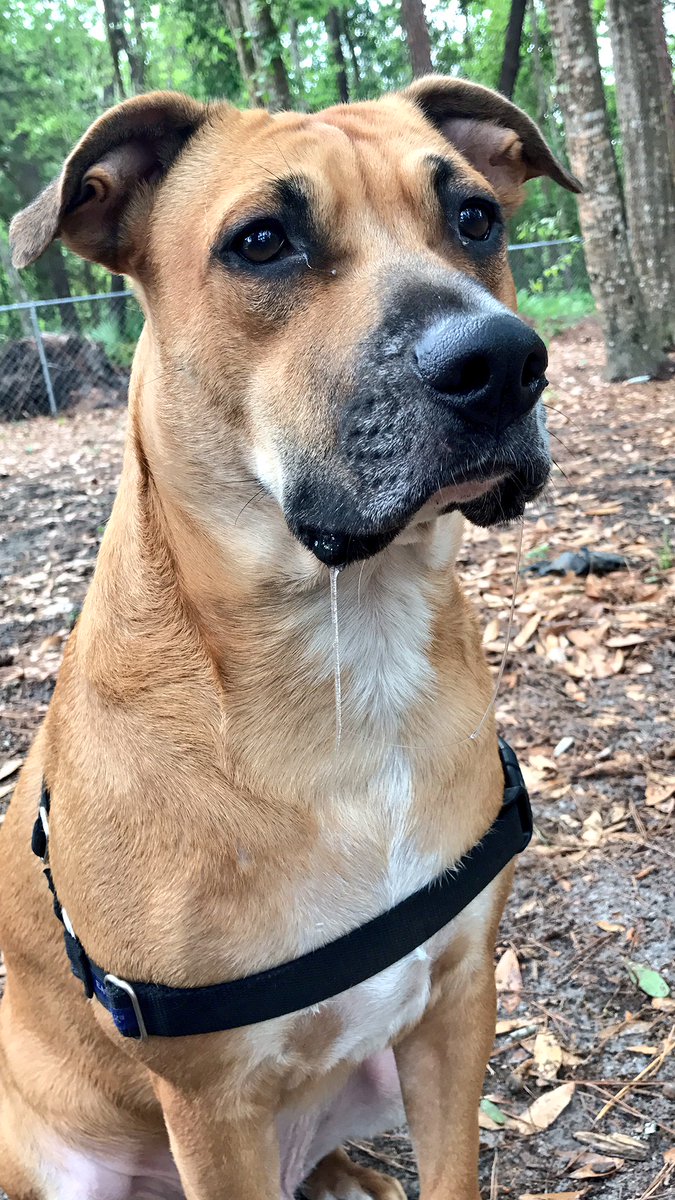 alphascum's tweet photo. my dogs are so fuuuuuuuuuucking cute #floopyears #droolzmcgee https://t.co/AIzWr2zxTT