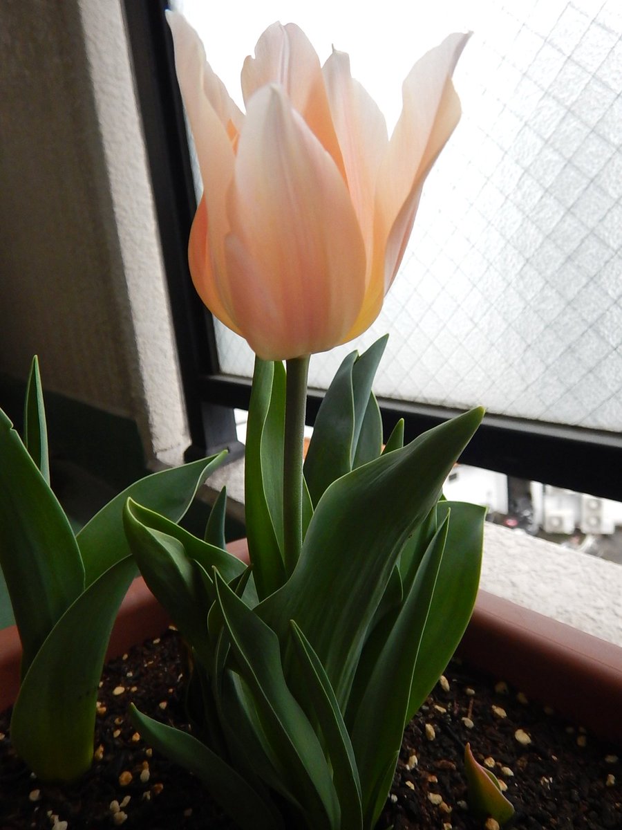 チューリップ ガチャ球根生育日誌by国華園中の人