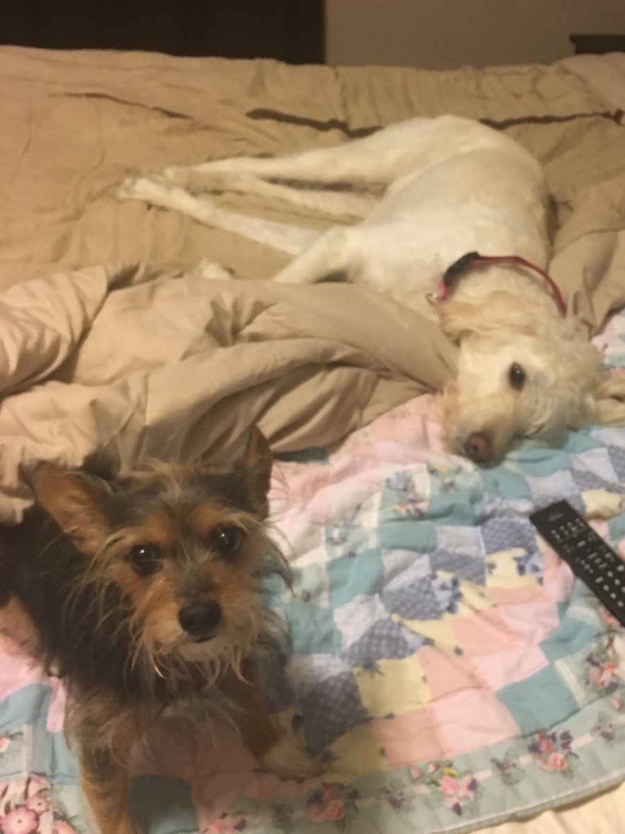 beckyg314's tweet photo. A2: Fur Babies are the best! #DENchat #ignoremymess https://t.co/a4ch9Z3iDI