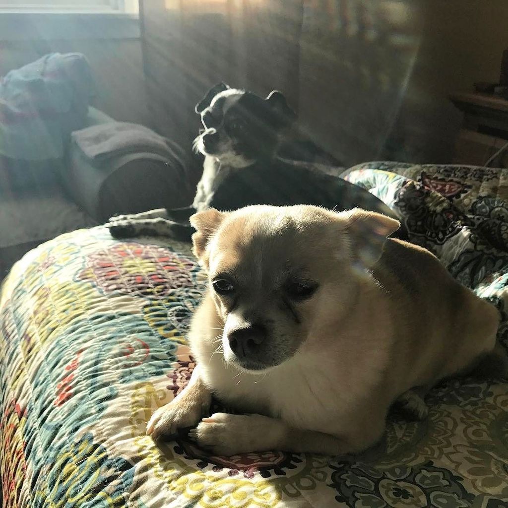 cheryl303's tweet photo. Drowning in the afternoon sun #microdogs #rescuedog #dogsofinstagram #tw https://t.co/ViYHVF8HTg