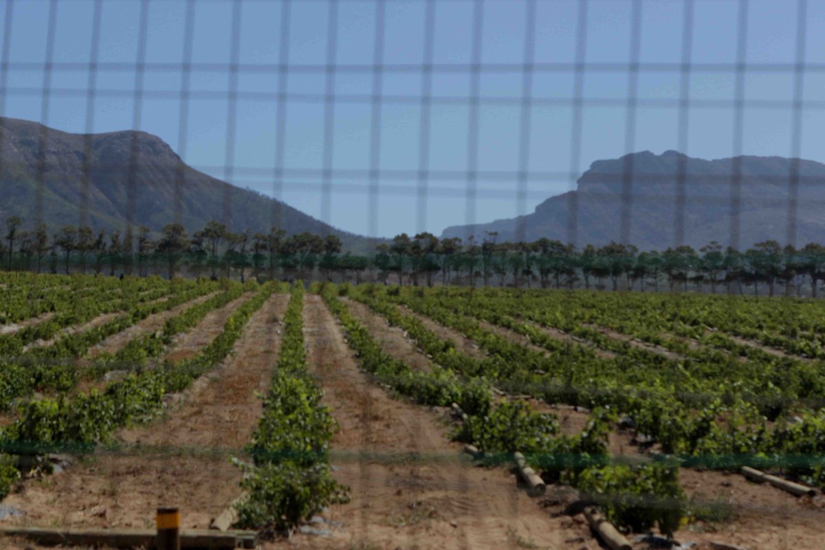 LastBornEnt's tweet photo. Spent a Day at a wine far, in Constantia got "Outside-of-my-expectations":The dop system never looked so stylish
#OccupyCapeTown just saying https://t.co/D3R5K8BlVR