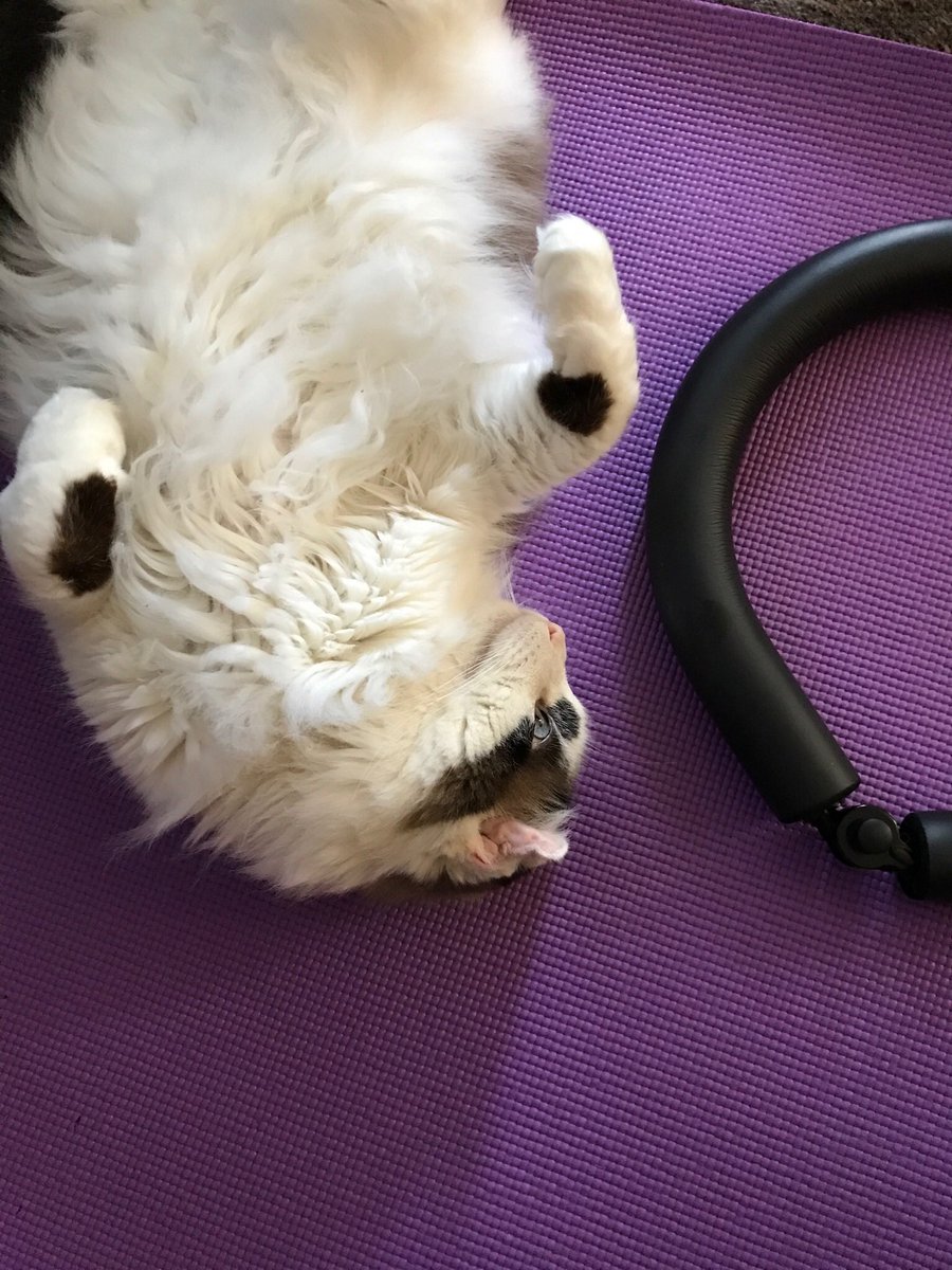 KaviScskye's tweet photo. Fitness is hard #CatsOfTwitter #catsofinstagram https://t.co/u7eyEaByqN